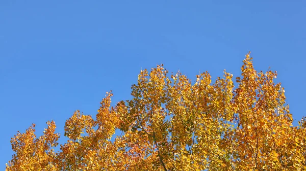 Bouleau cimes en automne, feuilles jaunes contrastant avec bleu s — Photo