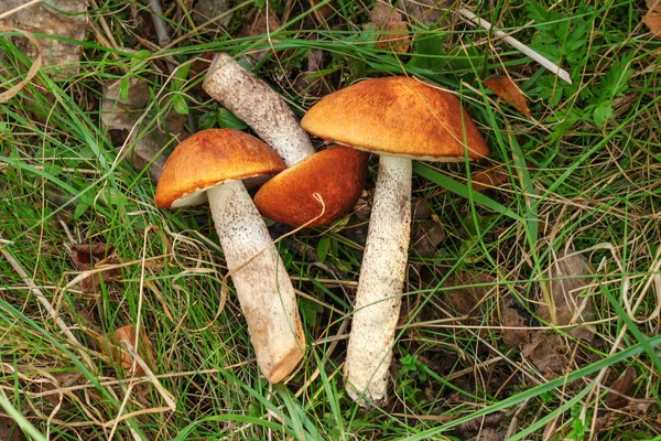 Vista dall'alto verso il basso, funghi stelo di scabbia dal cappuccio rosso (Leccinum aura — Foto Stock