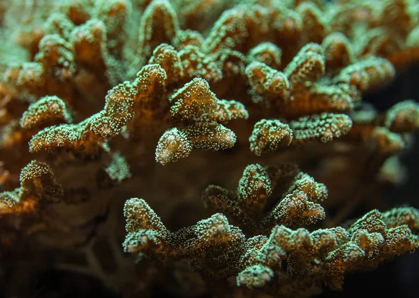 Unterwasser-Foto, Nahaufnahme grüner blauer Korallen mit Fluoreszenzstrahlung — Stockfoto