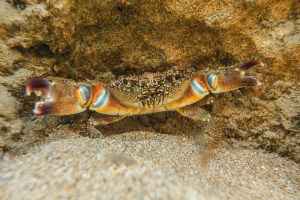 Foto submarina - cangrejo verrugoso (Erifia verrucosa) escondido bajo r —  Fotos de Stock