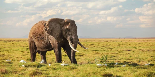 African bush elephant (Loxodonta africana) walking in low savann