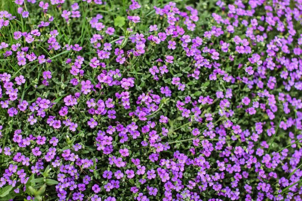 Top view on flowerbed with small lilac flowers. Spring backgroun — Stock Photo, Image