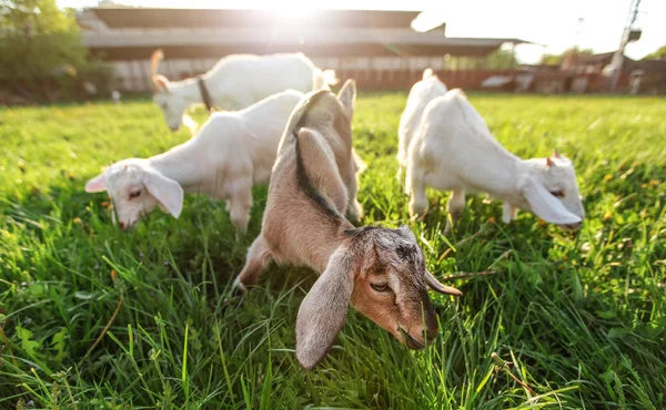 Taze bahar çimlerinde otlayan üç keçi çocuk, bulanık anneleri — Stok fotoğraf