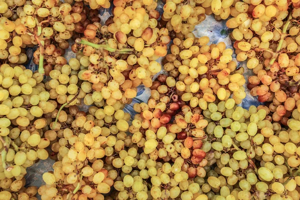 Vista superior - pequeñas uvas amarillas expuestas en el mercado de alimentos, Kyrenia — Foto de Stock