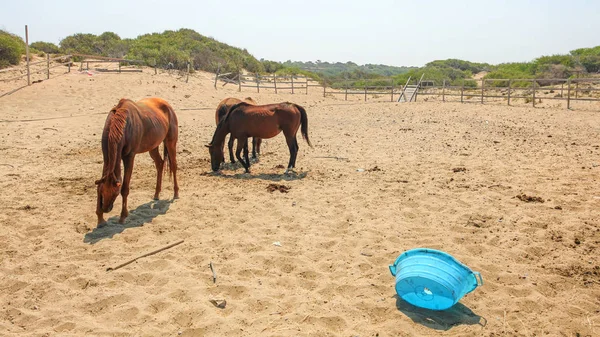 Cavalos no pátio provisório, não guardado perto da praia em um dia quente, brok — Fotografia de Stock