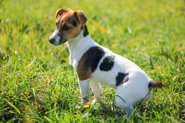 Pequeno Jack Russell terrier sentado na grama baixa, sol brilhando — Fotografia de Stock