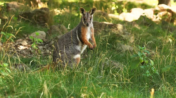 Yellow-footed rock-wallaby kangaroo ( Petrogale xanthopus ) stan — Stock Photo, Image