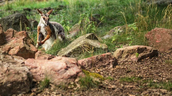 Yellow-footed rock-wallaby kangaroo ( Petrogale xanthopus ) hidi — Stock Photo, Image