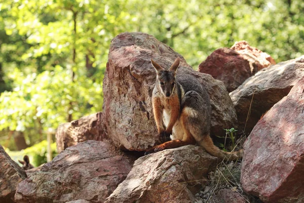 Geelvoetwallaby kangoeroe (Petrogale xanthopus) hidi — Stockfoto