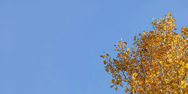 Feuilles d'automne jaune bouleau, avec ciel bleu (espace pour le texte ) — Photo
