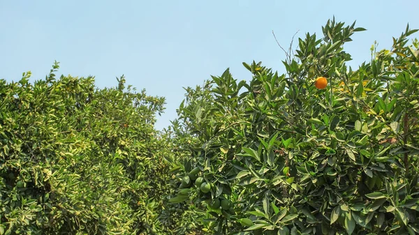 Citrus trees orchard most of fruits unripe green, only one getti