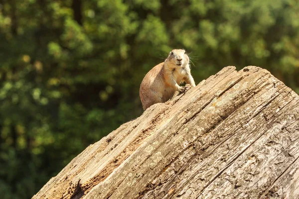 Black-tailed prairie dog (Cynomys ludovicianus) sitting on old w — Stock Photo, Image