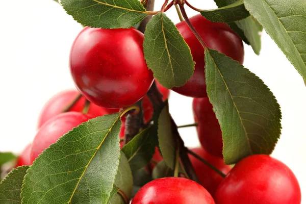 Prunes miroirs rouges (Prunus domestica) sur une branche d'arbre avec du blanc — Photo
