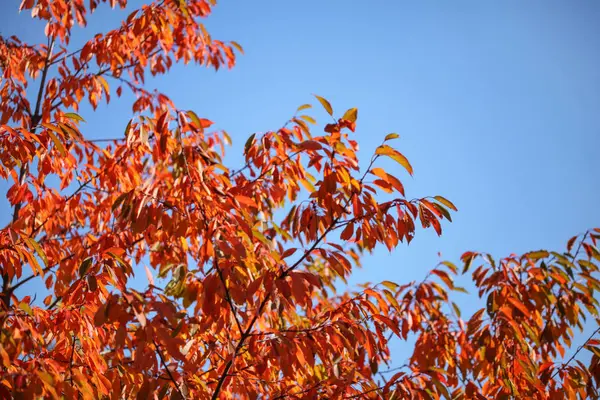 Feuilles d'automne rouge contre ciel bleu. Résumé fond de chute . — Photo