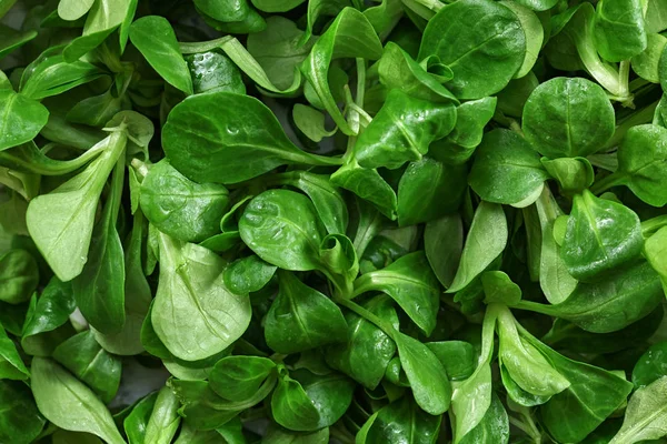 Primer plano de la ensalada de maíz común (Valerianella locusta) mojada de wa — Foto de Stock