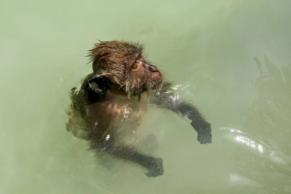 Крабоедная макак-обезьяна плавает в мелководье . — стоковое фото