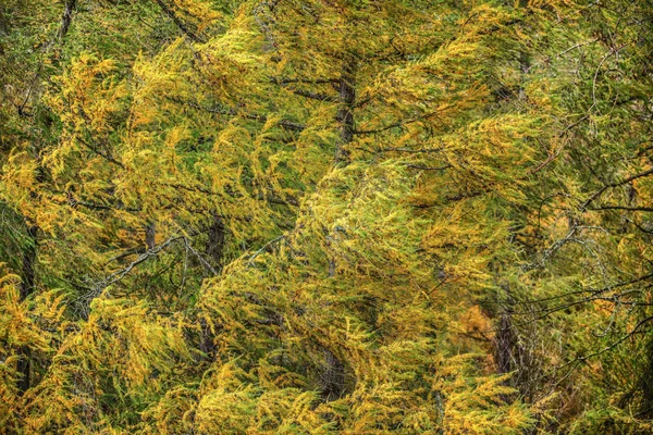 欧洲落叶松(Larix decidua)分枝，黄色冷杉 — 图库照片