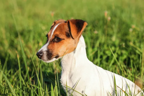 Pequeño Jack Russell terrier sentado en la hierba baja, mirando a un lado —  Fotos de Stock