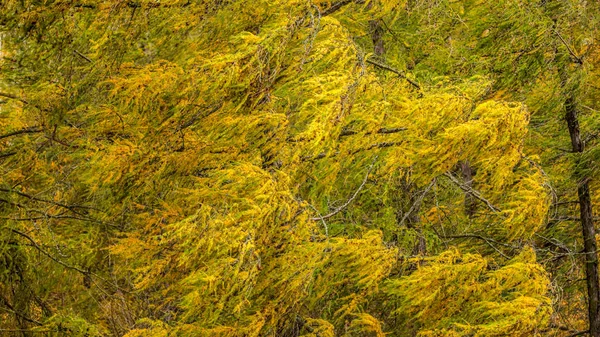 Branches de mélèze européen (Larix decidua) mobiles par le vent avec du jaune — Photo