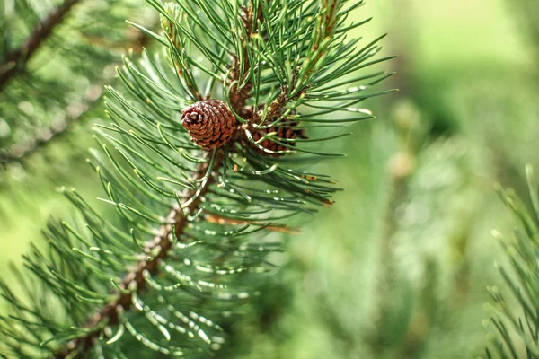 Shallow depth of field photo, only small coniferous cone in focu — Stockfoto