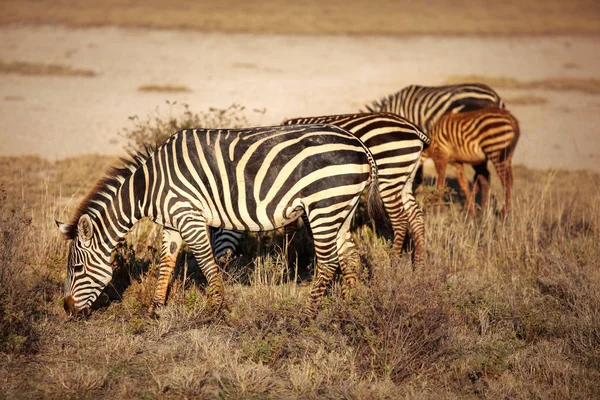 Alföldi zebrák (Equus quagga) csoportja legeltetés az afrikai szavannában — Stock Fotó