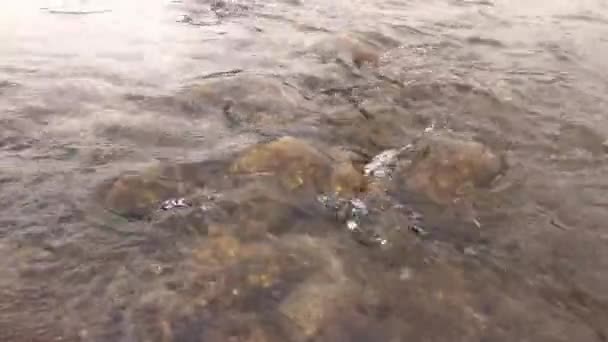 Yakın Görüntü Pürüzsüz Nehir Akışı — Stok video