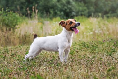 Jack Russell Terrier çim çayırında dikiliyor, dili dışarı çıkıyor, yukarı bakıyor - topun atılmasını bekliyor. Yandan görüntüle
