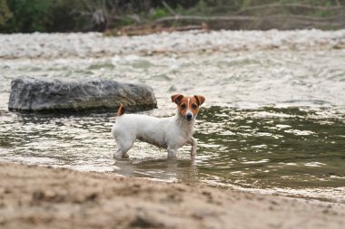 Küçük Jack Russell teriyeri nehir kıyısında sığ sularda yürüyor, kameraya bakıyor, yandan bakıyor.