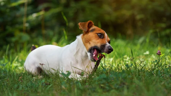 Kleine Jack Russell terrier hond, spelen met houten stok, kauwen, wazig gras en bomen achtergrond — Stockfoto