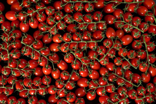Κόκκινες ντομάτες με πράσινα φύλλα - σωρός από πολλά μικρά φρούτα, θέα από ψηλά — Φωτογραφία Αρχείου