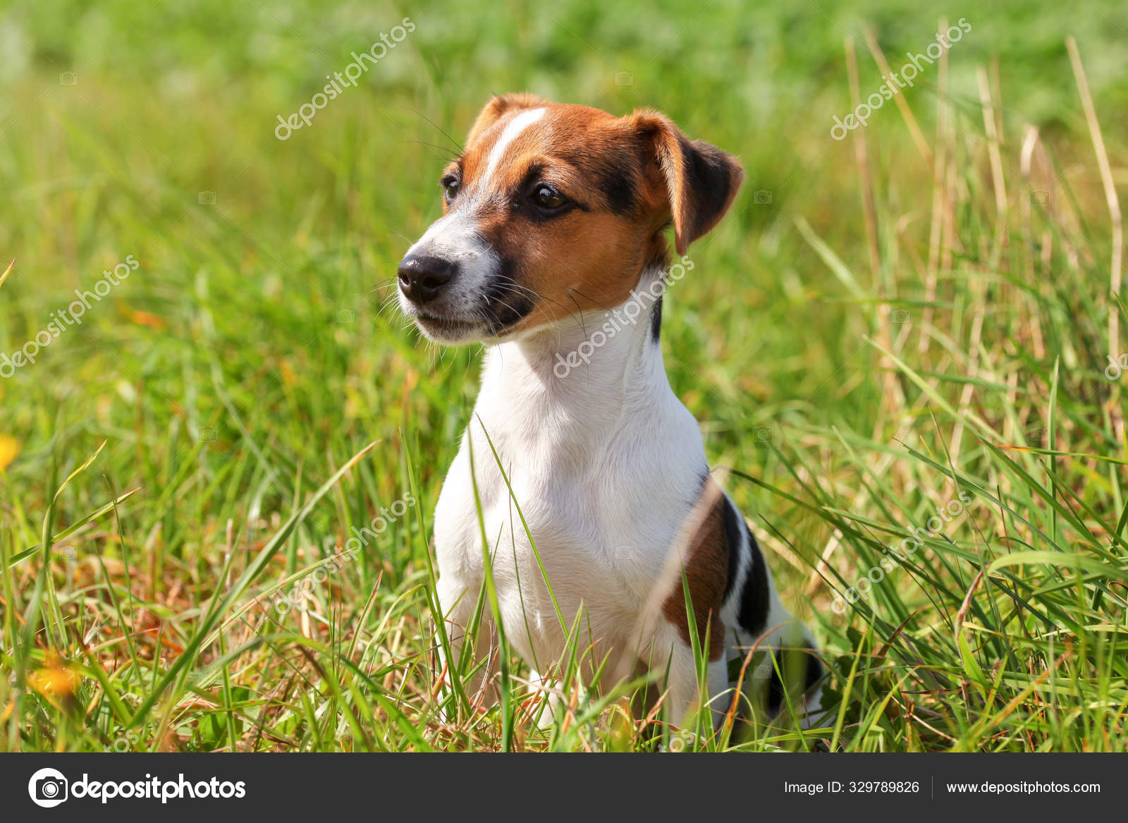 small jack russell terrier