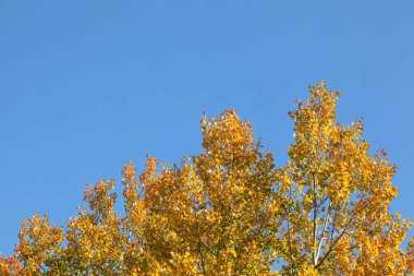Sarı huş yapraklı ağaçlar açık mavi sonbahar gökyüzüne karşı.