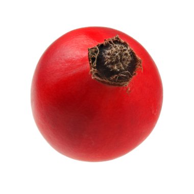 Beyaz arka planda izole gül ağacı (rosa canina meyvesi)