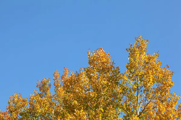 Cime des arbres avec des feuilles de bouleau jaune contre ciel bleu clair d'automne . — Photo