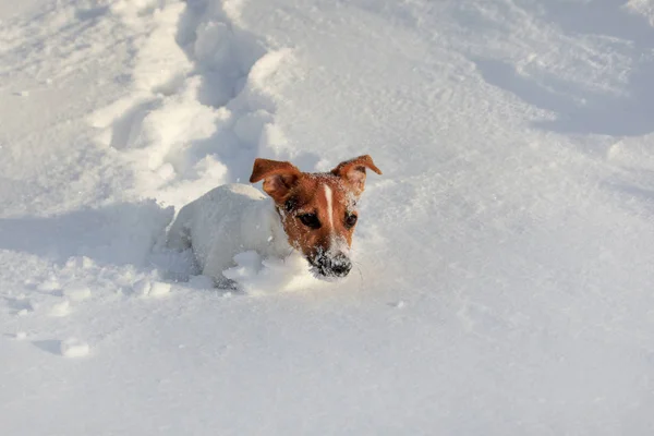 Small Jack Russell terrier running in deep snow, her face white — 스톡 사진