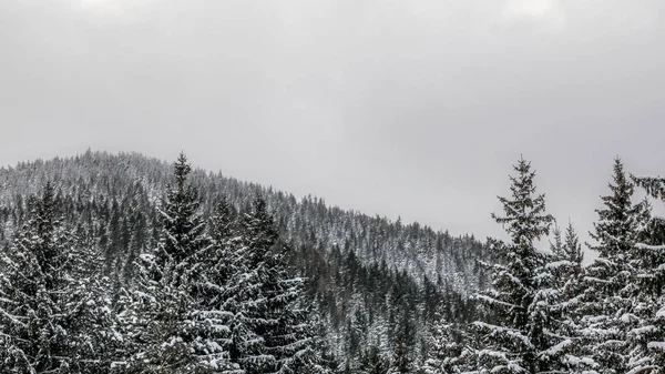 Nieve cubierto de coníferas copas de los árboles en gris día nublado, colina con — Foto de Stock