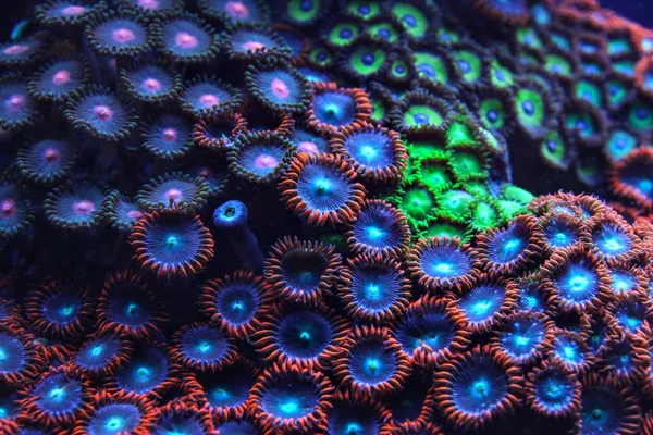 Coral púrpura y azul emitiendo luz bajo UV foto submarina . —  Fotos de Stock