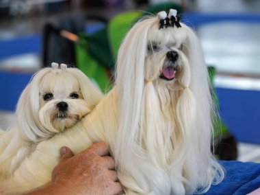 Beyaz Shih Tzu köpeği köpek şovunda tımar ediliyor, bir diğeri bulanık, kıdemli sahibi onu tutuyor.