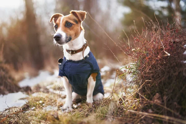 Pequeno Jack Russell terrier em azul escuro casaco de inverno sentado no chão com manchas de grama e neve, árvores borradas ou arbustos de fundo — Fotografia de Stock