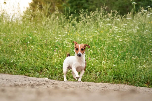 Pequeño Jack Russell terrier, su piel mojada de nadar en el río, caminando por el camino polvoriento país, hierba alta con flores de prado de fondo —  Fotos de Stock