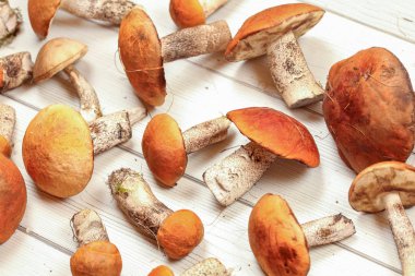 Freshly picked scaber stalks ( Leccinum albostipitatum ) on whit