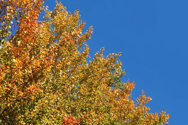 Couleurs vives sur les cimes des arbres d'automne, ciel bleu foncé en arrière-plan — Photo