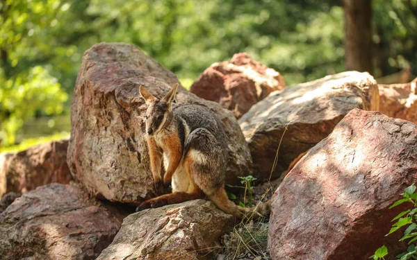 Žlutonohá skalní wallaby (Petrogale xanthopus) sedící na — Stock fotografie