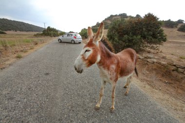 Vahşi eşek ana yolda duruyor, araba uzakta. Bu hayvan...