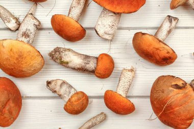 Masaüstü fotoğrafı, taze orman mantarları, kırmızı başlıklı makas sapı.