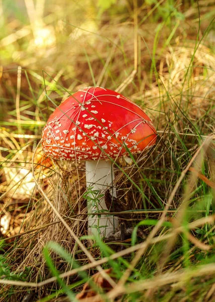 Röd flugsvamp (Amanita muscaria) som växer i solljus — Stockfoto