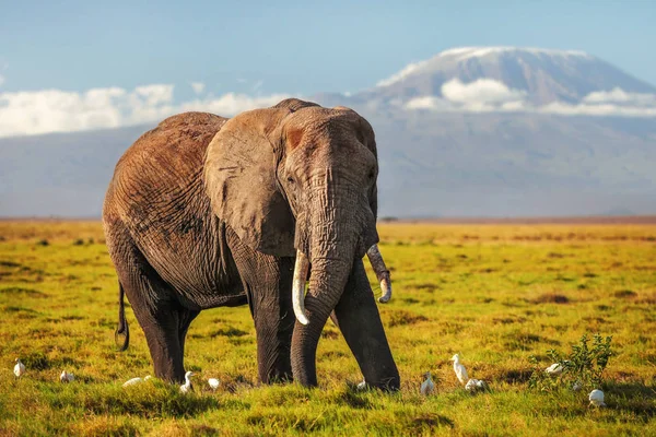 Afrikaanse bosolifant (Loxodonta africana) in laag gras, wit h — Stockfoto