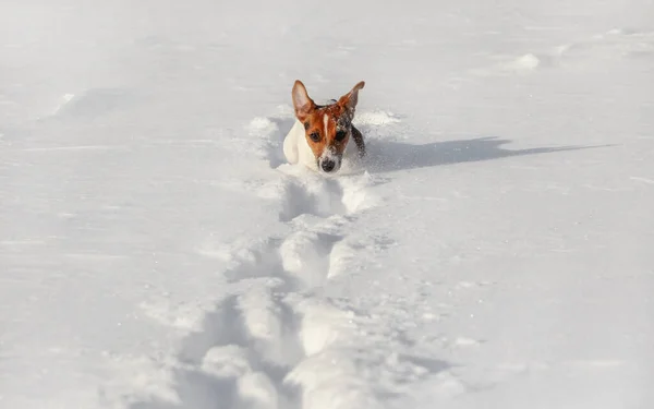 Small Jack Russell terrier running in deep snow, only her head v — Stock Photo, Image