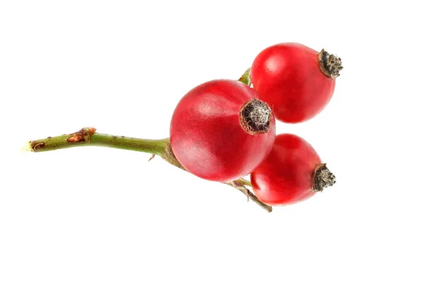 Rosehips (Rosa Canina ovoce) izolované na bílém pozadí. — Stock fotografie