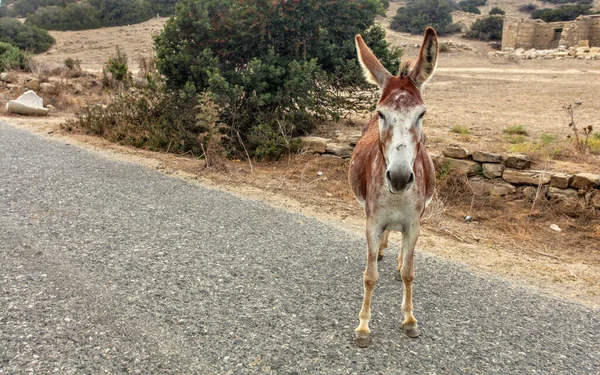 野驴站在柏油路上.自由生活的驴子是共同生活的 — 图库照片